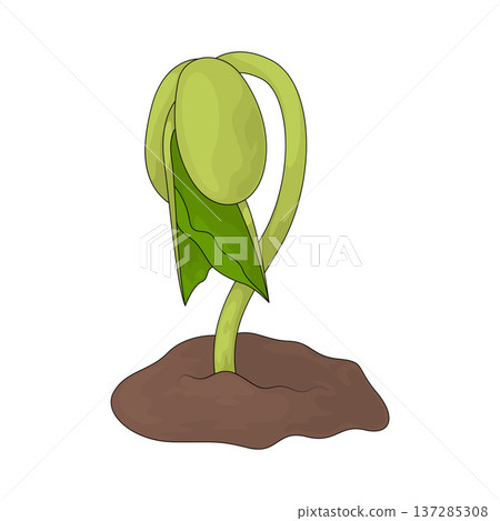 Illustration of Germination 137285308