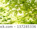 Kasukabe City Chuocho 4th Park 137285336