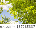 Kasukabe City Chuocho 4th Park 137285337