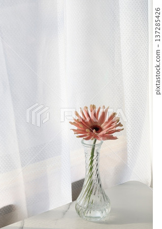 Pink gerbera Pink gerbera 137285426