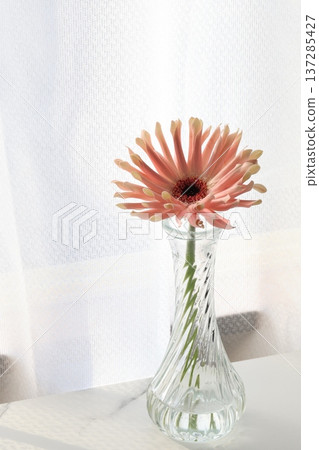 Pink gerbera Pink gerbera 137285427