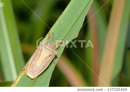 蝦蟲 蝦蟲 137285489