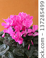 Perfect for Mother's Day gifts: Pink cyclamen with a white border at the top, vertical composition. 137285499