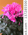 A close-up image of a pink cyclamen flower, photographed in portrait orientation. 137285500