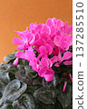 Pink cyclamen with copy space at the top; vertical composition advertising/banner material. 137285510
