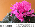 Pink cyclamen with copy space on the left side, horizontal floral background. 137285511