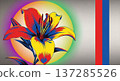 Colorful lily flower illustration 137285526