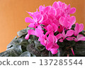 A pink cyclamen with a blank space on the left, suitable as a Mother's Day gift. (Horizontal composition) 137285544