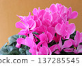 Mother's Day gift image: Pink cyclamen filling the entire screen. 137285545