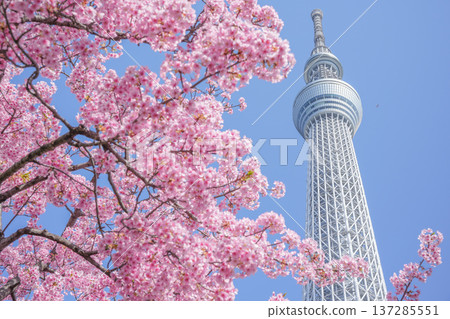 以東京晴空塔為背景的河津櫻花 137285551