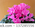 A close-up background of pink cyclamen flowers filling the entire screen. 137285556