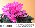 Pink cyclamen with a white border on the right; horizontal composition advertising/banner material. 137285557