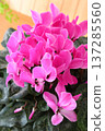 Pink cyclamen viewed from a diagonal angle, perfect for Mother's Day gifts. 137285560