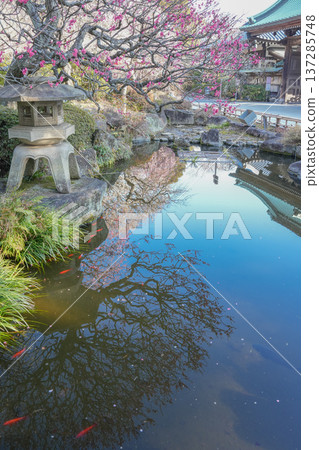 A Japanese garden with plum blossoms in full bloom in spring 137285748