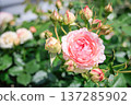 粉紅玫瑰 皮耶‧德‧龍薩爾 137285902