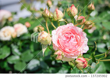 粉紅玫瑰 皮耶‧德‧龍薩爾 粉紅玫瑰 皮耶‧德‧龍薩爾 137285902