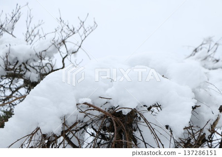 在樹的雪 在樹的雪 137286151