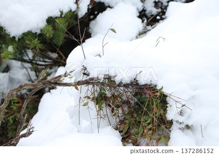 在樹的雪 在樹的雪 137286152