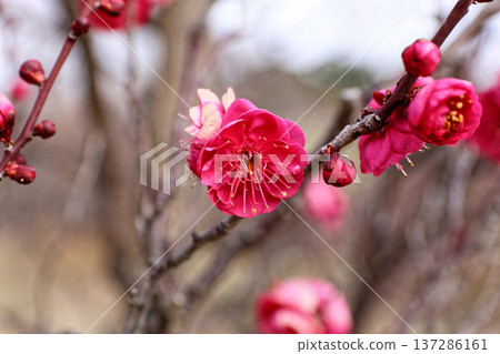 紅梅花特寫（早春，鮮豔的粉紅色） 137286161