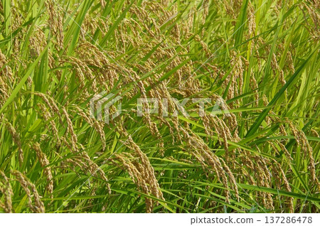 The appearance of ripe rice ears drooping The appearance of ripe rice ears drooping 137286478