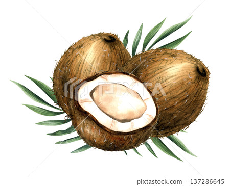 Watercolor arrangement with two whole coconut, half tropical fruit and leaves. Isolated illustration with white pulp and brown shell for coconut milk and cosmetics packaging, oil label, healthy food 137286645