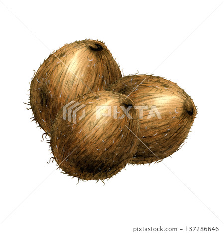 Watercolor tree whole tropical coconut fruit. Detailed botanical illustration with organic texture. Hand drawn isolated composition for organic cosmetic packaging, food design, summer menu design 137286646