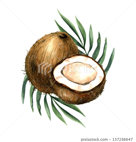 Watercolor whole coconut, half tropical fruit and leaves. Isolated botanical illustration with white pulp and brown shell for coconut milk and cosmetics packaging, oil label, organic healthy food Watercolor whole coconut, half tropical fruit and leaves. Isolated botanical illustration with white pulp and brown shell for coconut milk and cosmetics packaging, oil label, organic healthy food 137286647