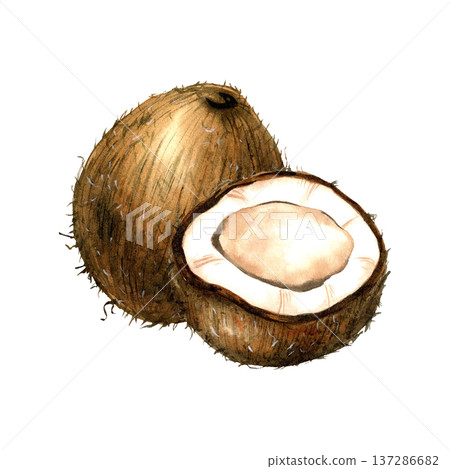 Watercolor composition coconut whole and half. Isolated illustration with white pulp and brown shell. Tropical fruit for coconut milk packaging, organic oil label, healthy food, pattern design Watercolor composition coconut whole and half. Isolated illustration with white pulp and brown shell. Tropical fruit for coconut milk packaging, organic oil label, healthy food, pattern design 137286682