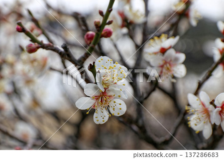 早春時節的白色梅花特寫(時令花卉) 早春時節的白色梅花特寫(時令花卉) 137286683