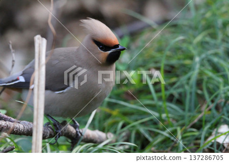 太平鳥(Bonifrons)全身照-一隻棲息在樹枝上的野生鳥類(自然,野生鳥類觀察) 太平鳥(Bonifrons)全身照-一隻棲息在樹枝上的野生鳥類(自然,野生鳥類觀察) 137286705