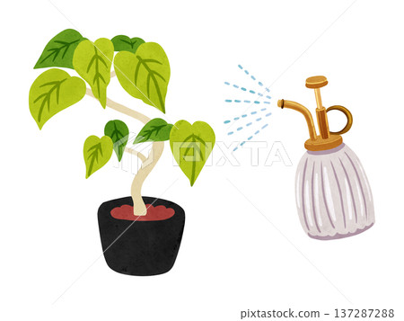 一盆繖形霧草(Mistphycus umbellata),手繪水彩插圖 一盆繖形霧草(Mistphycus umbellata),手繪水彩插圖 137287288