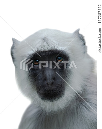 monkey portrait isolated on white background 137287322