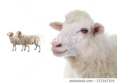 portrait sheep isolated on white background portrait sheep isolated on white background 137287329