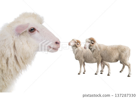 portrait sheep isolated on white background portrait sheep isolated on white background 137287330