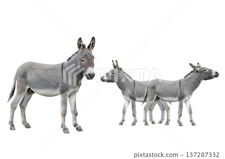 three donkey isolated on white background. 137287332