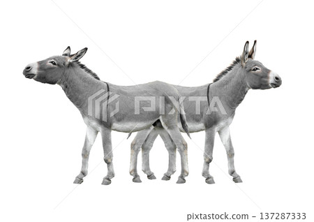 two donkey isolated on white background. 137287333