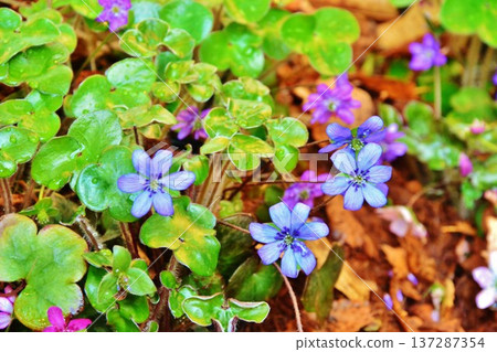 Early spring fairy, snowdrop flower Early spring fairy, snowdrop flower 137287354