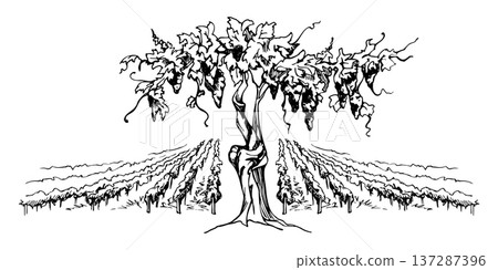 Old grapevine, leaves and grape clusters on twisted trunk, among vineyard landscape with parallel vine rows. Isolated ink vector illustration hand drawn. Menu backgrounds, branding assets, packaging. 137287396