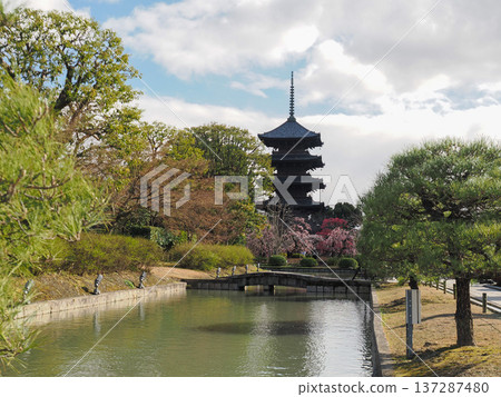 早春時節，花園裡梅花盛開，東寺的五重塔巍然聳立。 137287480