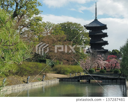 東寺五重塔、護城河和梅花的景色 東寺五重塔、護城河和梅花的景色 137287481