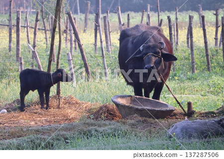 A landscape with a mother and baby buffalo in Lumbini, Nepal A landscape with a mother and baby buffalo in Lumbini, Nepal 137287506