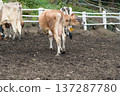 [母牛放牧] 137287780