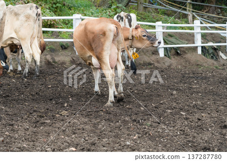 [母牛放牧] 137287780