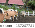 [母牛放牧] 137287781