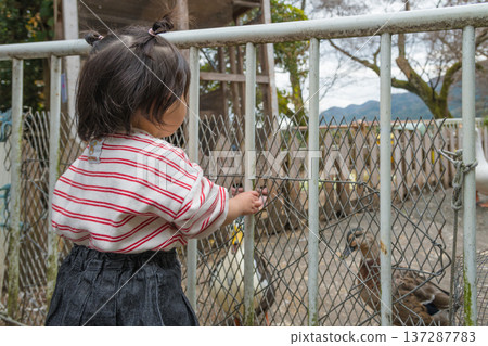 [兩歲小孩在看鴨子] 137287783
