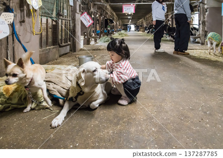 [一名兩歲兒童在穀倉裡和一隻狗玩耍] 137287785