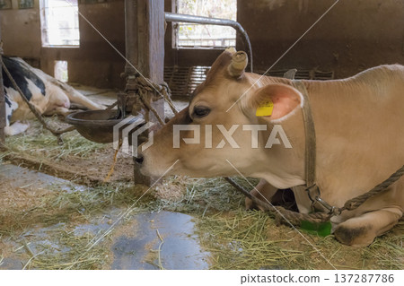 [Cow grazing] 137287786