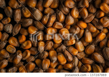 Golden Corn Kernels Cluster with Intricate Details and Natural Texture Golden Corn Kernels Cluster with Intricate Details and Natural Texture 137287869