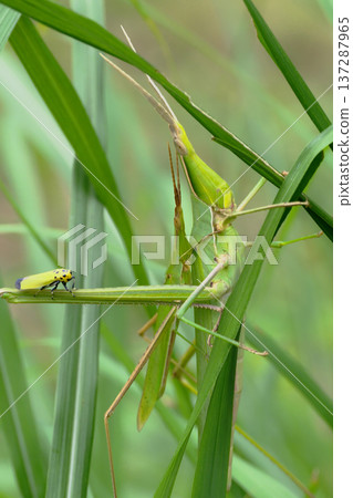 A pair of grasshoppers and a giant leafhopper on their legs 137287965