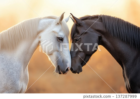 Powerful Black and White Horses Standing Side by Side in Soft Golden Light Powerful Black and White Horses Standing Side by Side in Soft Golden Light 137287999